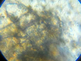 Microglanis sp.