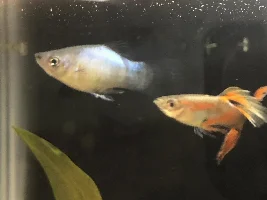Platy Dying?