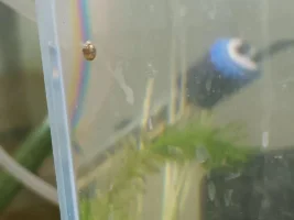 What sort of snail?