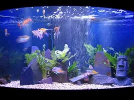 75gal Fish Tank