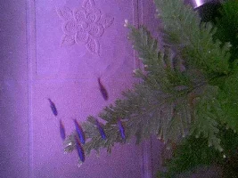 cry's new tank