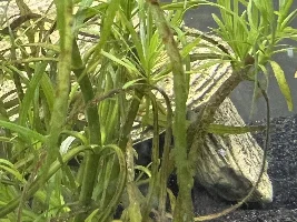Brown hair algae on live plant