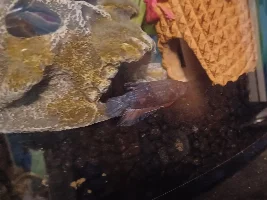 Need advice with a betta ulcer