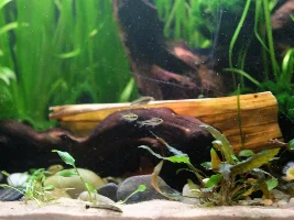 Eeeek! I might be getting some Psuedomugils luminatus!