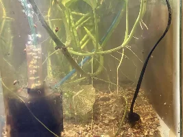 thoughts on clearing tank water with rock hard well water