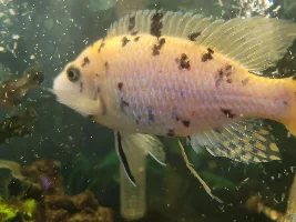 Parasite? Bacterial? HELP PLS! (Cichlid tank)
