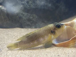 2 Fish dead this morning