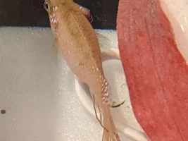 Jewel cichlid with protruding gill