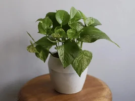 A good deal on plants!