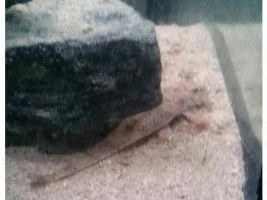 Pics For The Question A Had Yesterday About Fish Eggs