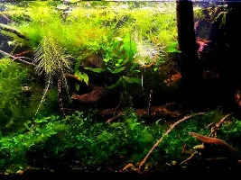 My Managerie of Tanks