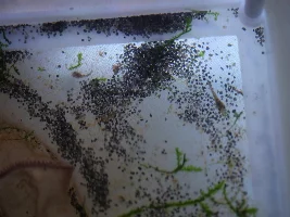 Help! My cories spawned! What do I do??
