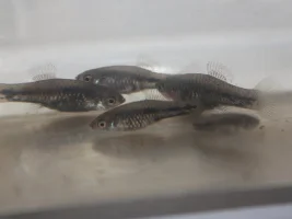 The Green Swordtail and other "wild" colors of livebearers.