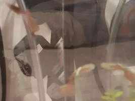 HELP flashing guppies in cycling 5g fish tank