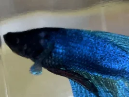 My fish may have dropsy ! Help