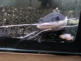 Red-tail catfish