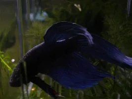 Lets See Your Veiltails