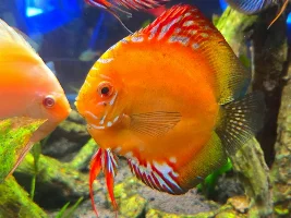 Ripley's Aquarium of Canada 2026