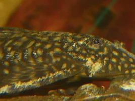 Bn Pleco