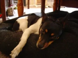 2 of my 3 dogs