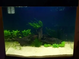 Planted 29G Biocube