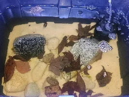 Top Fin 2 Gallon Least Killifish Corner Aquarium