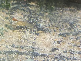 My Cories Are Spawning Everywhere!