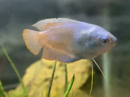 Did I sex my dwarf gourami correctly?