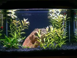 Recent pix of my 10 gal tank.