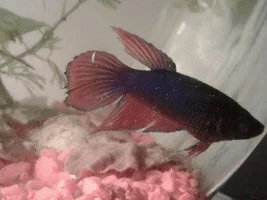 What kind of female Beta do I have?
