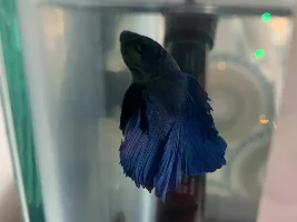 Inherited betta may be getting worse