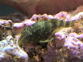 What fish is this?