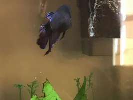 Dropsy?