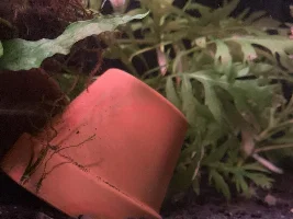 A photo dump of some of favourite tank inhabitants :)