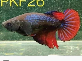 Breeding bettas(and which betta to choose to mate with disco)