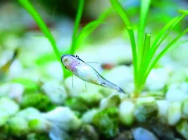 Could my oto be carrying eggs??