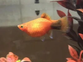 Pregnant or fat platy