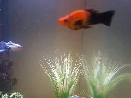 Mollies male or female?