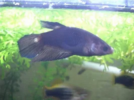 Post Pictures Of Your Bettas!