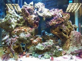 Nano-reef
