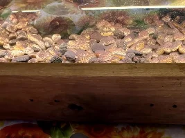 3 season porch tank with native fish…