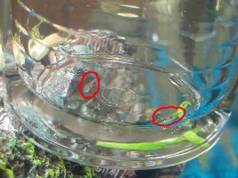 My Guppies Had Fry! They All Fell Into The Substrate!