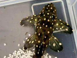 Meet Snowflake