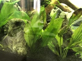 Serious Algae/Cyanobacteria Problem