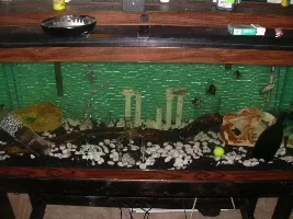 random cichlid pics