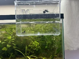 A Walstad Tank...