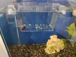 Platy remain at bottom of the tank