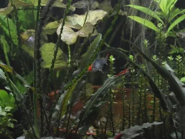 90L Dirted Planted Tank