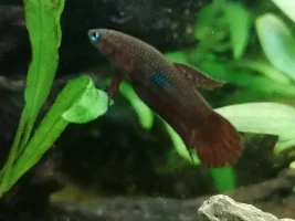 Share your bettas