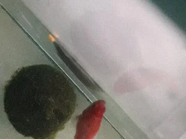 Feeding blind betta
